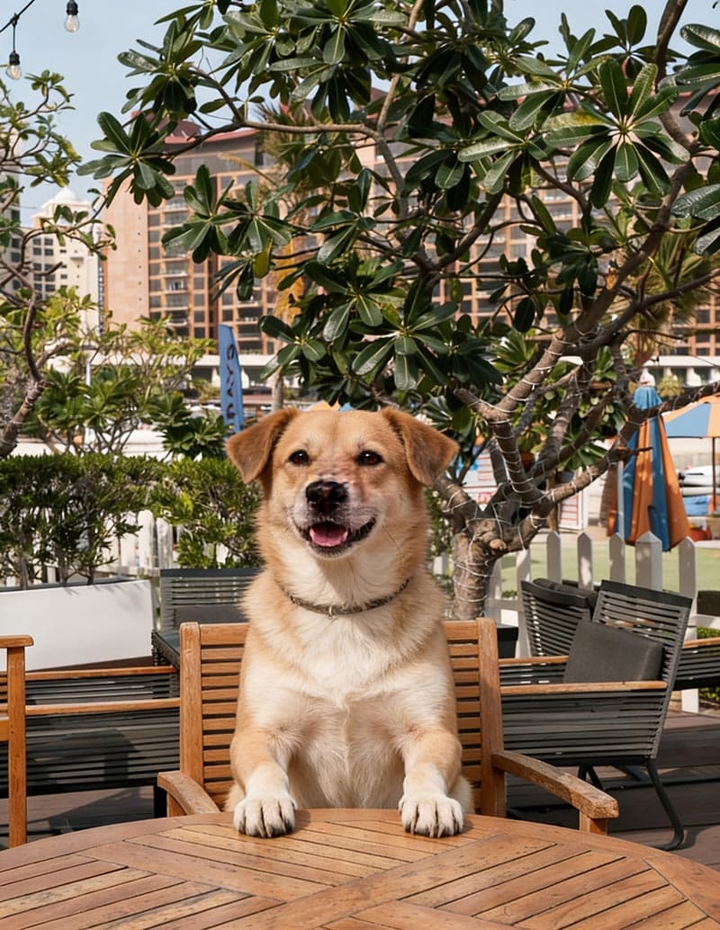 Pet-friendly day out at Riva Beach Club